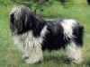 dog_90.jpg (42080 bytes)