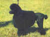dog_91.jpg (42809 bytes)