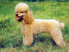 dog_92.jpg (46911 bytes)