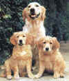 dog_97.jpg (32640 bytes)