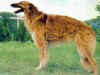 dog_99.jpg (41826 bytes)