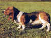 dog_9.jpg (48179 bytes)